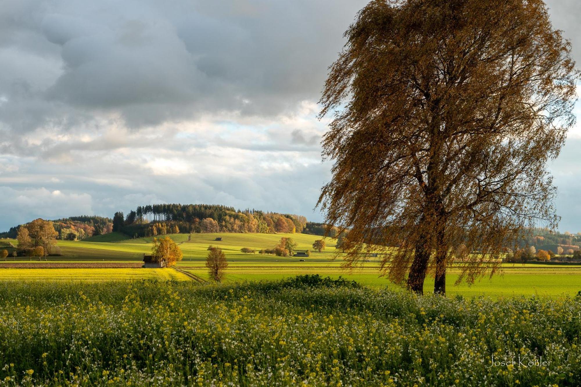 Immenberg Dirlewang