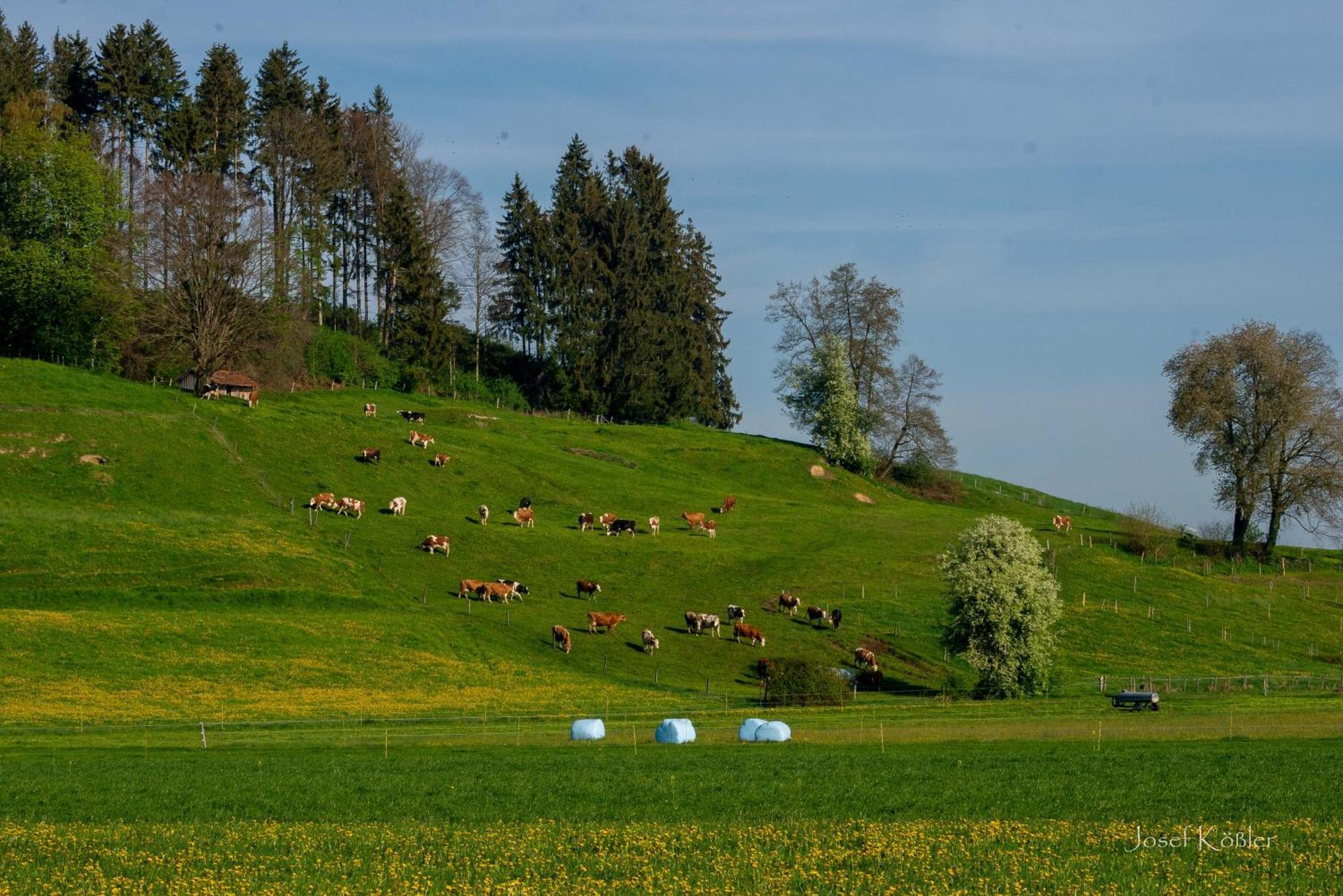 Immenberg * Dirlewang